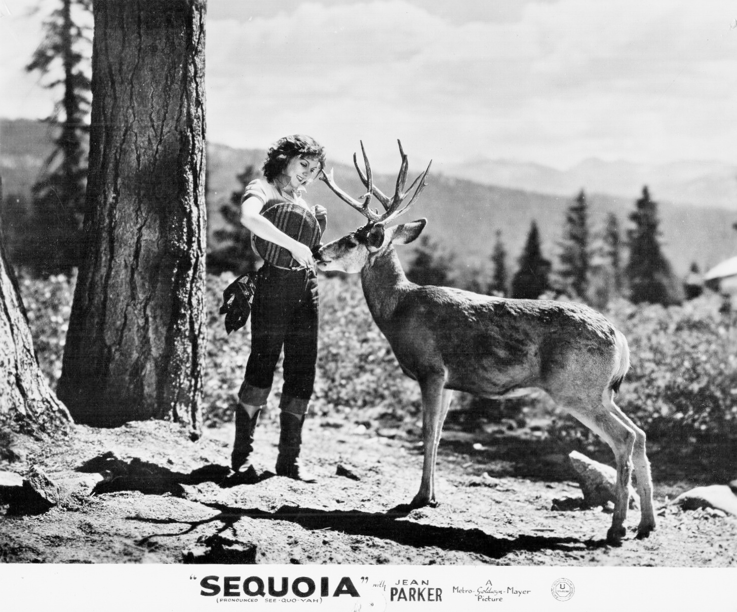 Sequoia (1934) Screenshot 2