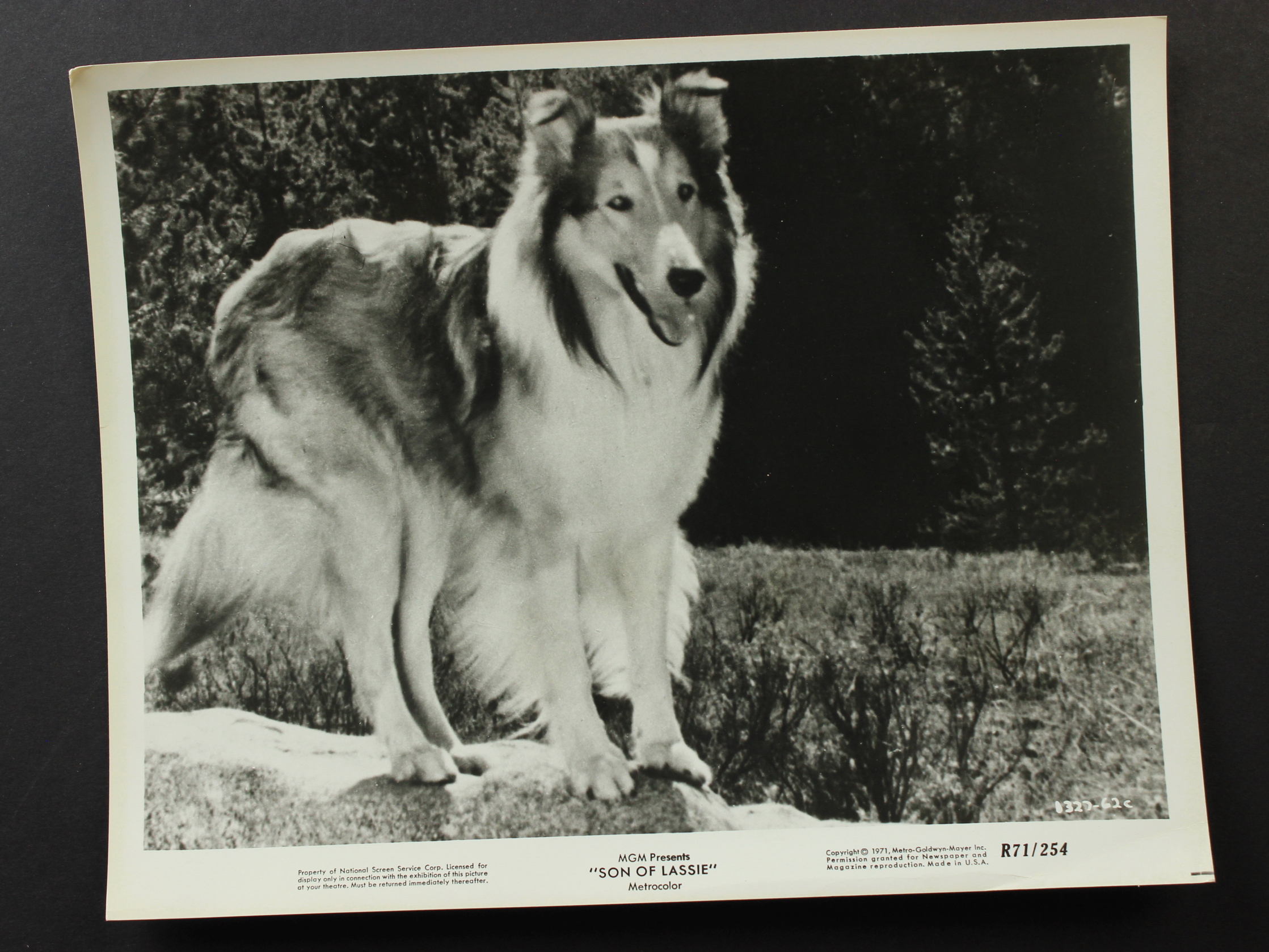Son of Lassie (1945) Screenshot 4 