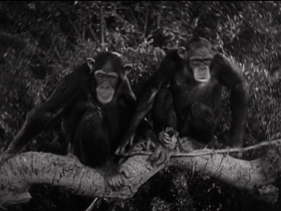 Bomba: The Jungle Boy (1949) Screenshot 2