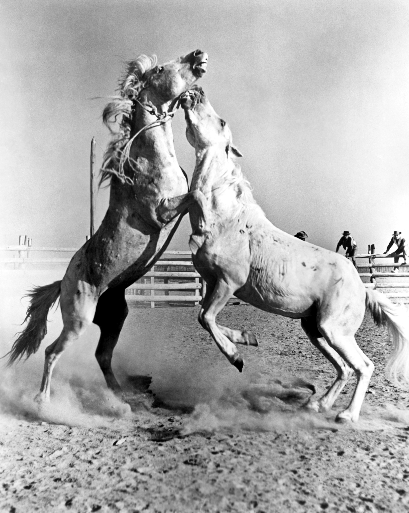White Mane (1953) Screenshot 2