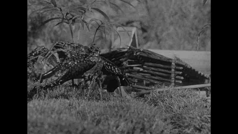 Panther Girl of the Kongo (1955) Screenshot 1