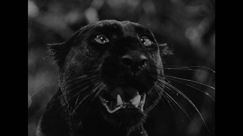 Panther Girl of the Kongo (1955) Screenshot 5