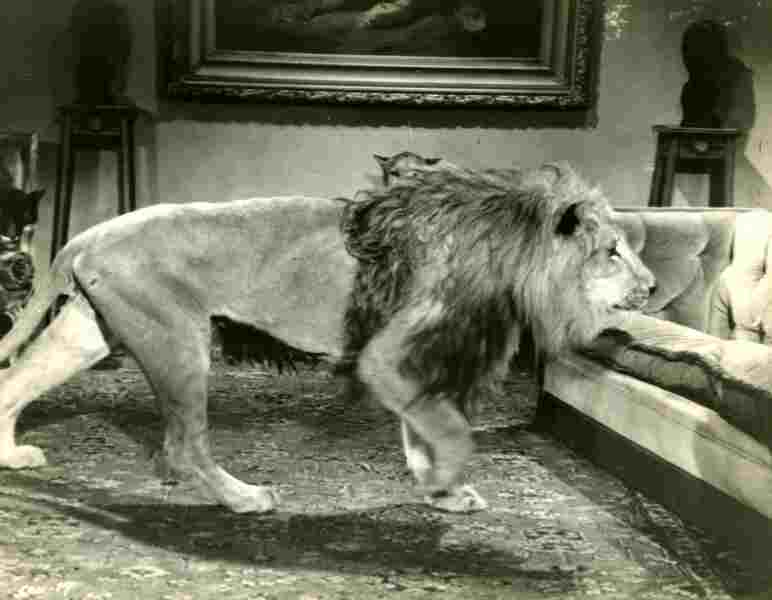 Black Zoo (1963) Screenshot 5
