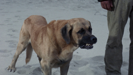 Island of the Blue Dolphins (1964) Screenshot 2