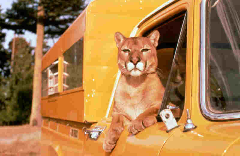 Charlie, the Lonesome Cougar (1967) Screenshot 2