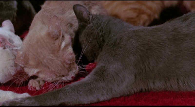 Eye of the Cat (1969) Screenshot 5