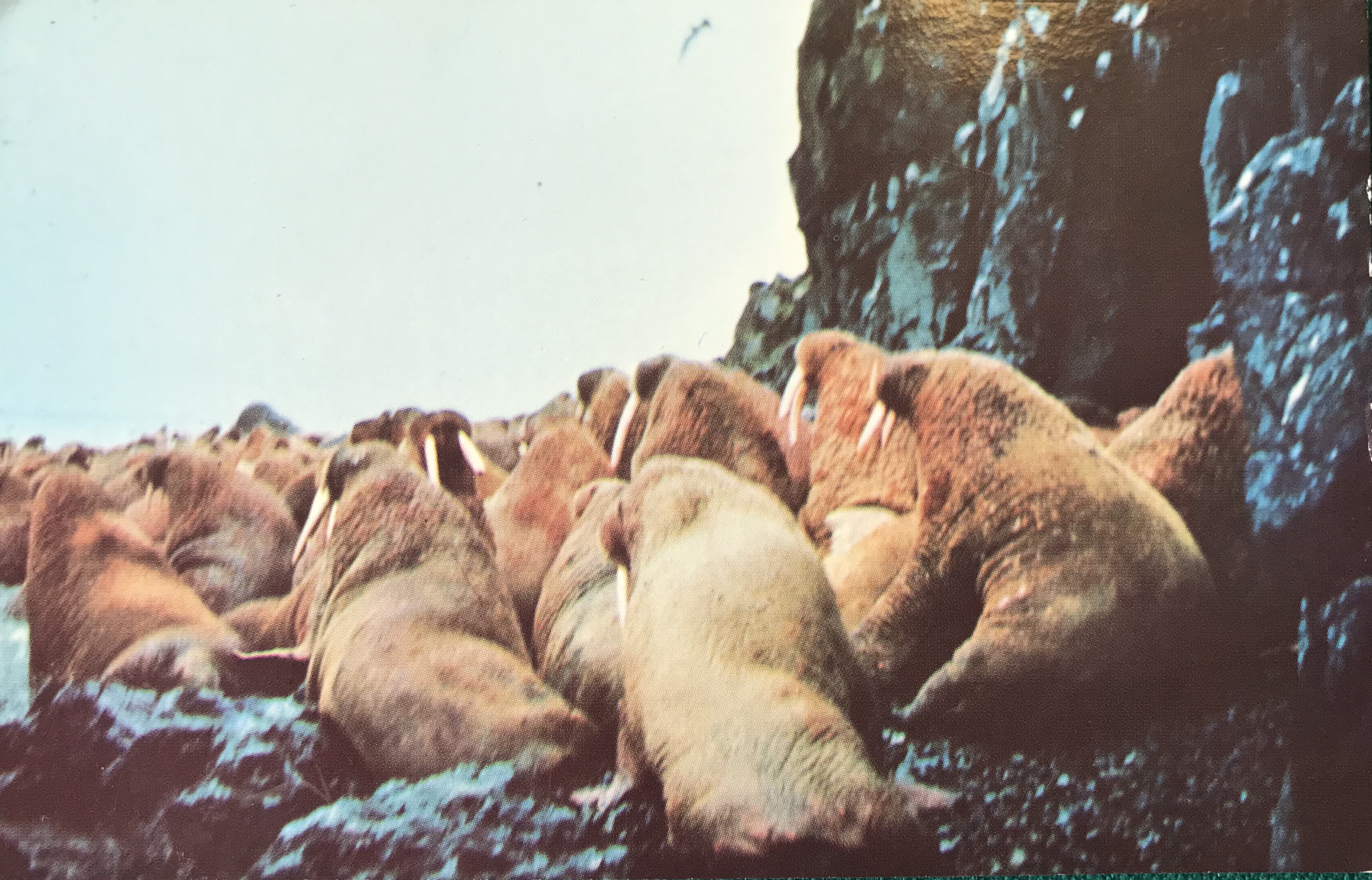 Snow Bear (1970) Screenshot 2
