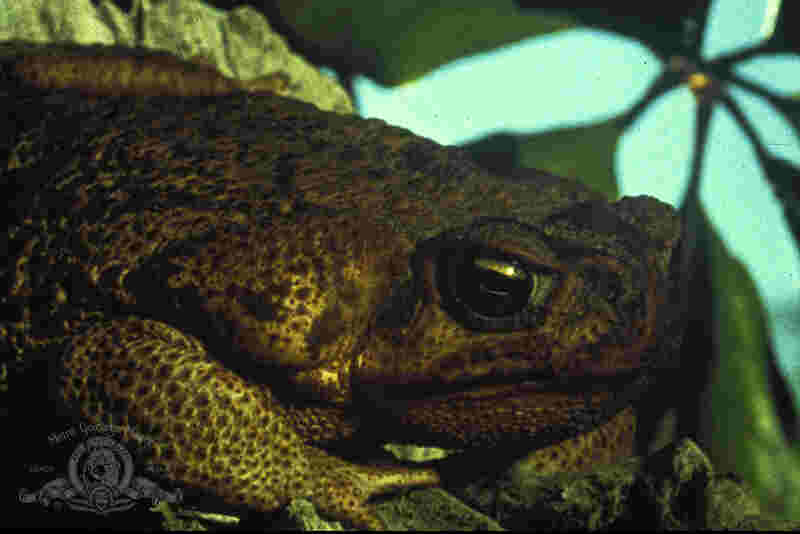 Frogs (1972) Screenshot 2