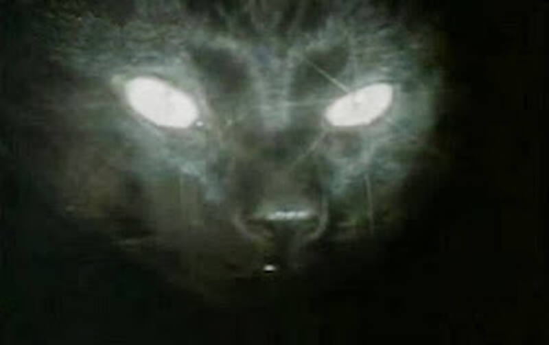 The Cat Creature (1973) Screenshot 3