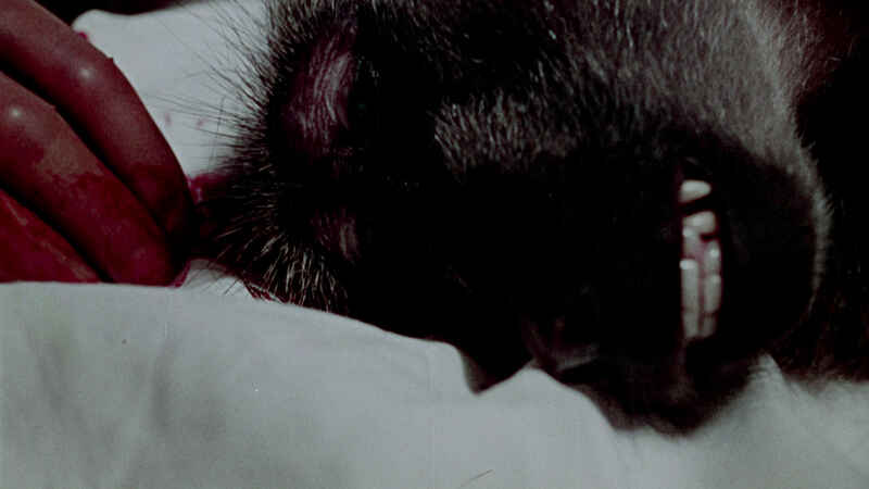 House of the Living Dead (1974) Screenshot 4