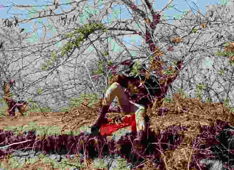 Journey of the Hyena (1973) Screenshot 3