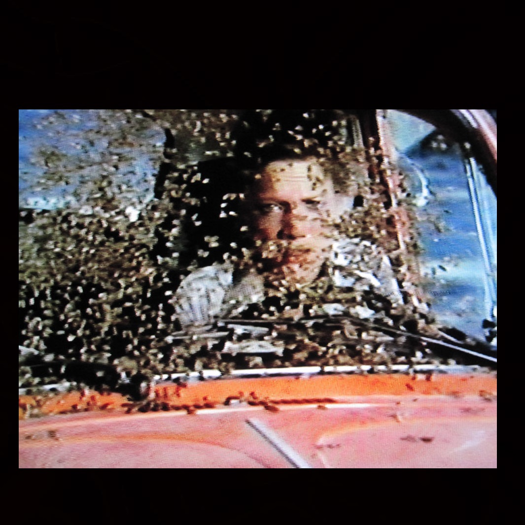 The Savage Bees (1976) Screenshot 2