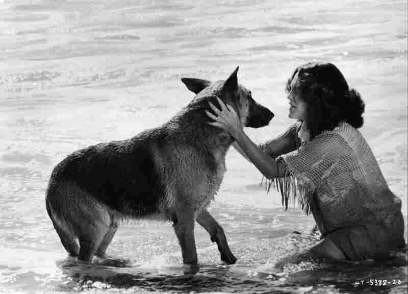 Won Ton Ton: The Dog Who Saved Hollywood (1976) Screenshot 1