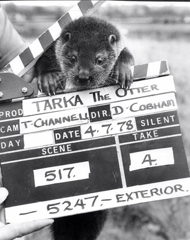 Tarka the Otter (1979) Screenshot 1
