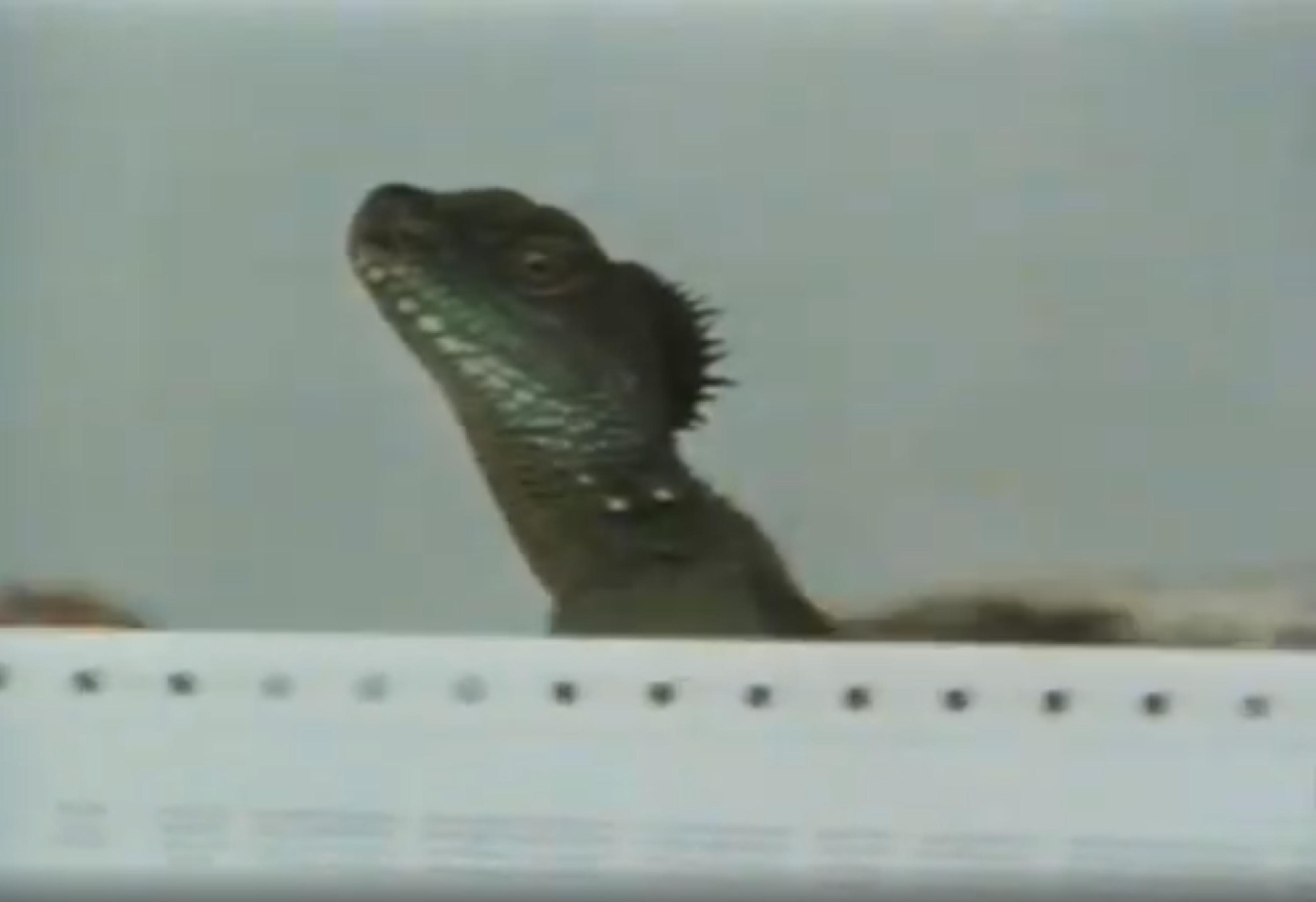 Improper Channels (1981) Screenshot 4 