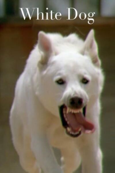 White Dog (1982) Screenshot 2
