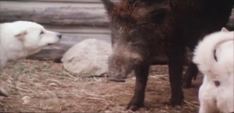 Himatsuri (1985) with English Subtitles on DVD DVD Himatsuri (1985) Screenshot 5