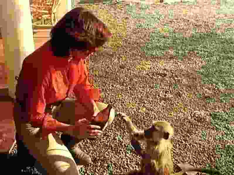 In the Shadow of Kilimanjaro (1985) Screenshot 2