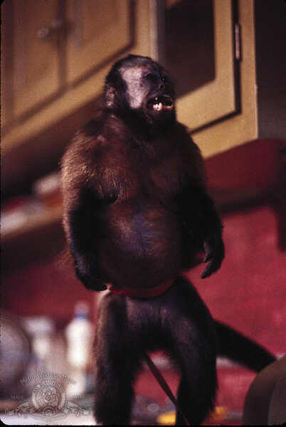 Monkey Shines (1988) Screenshot 3