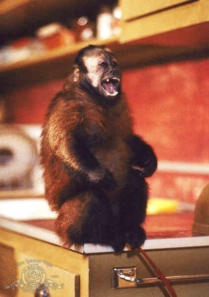 Monkey Shines (1988) Screenshot 5