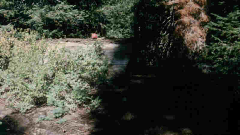 The Forest (1982) Screenshot 5