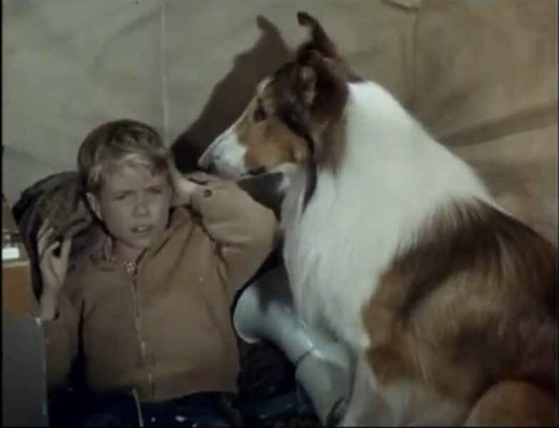 Lassie's Great Adventure (1963) Screenshot 3