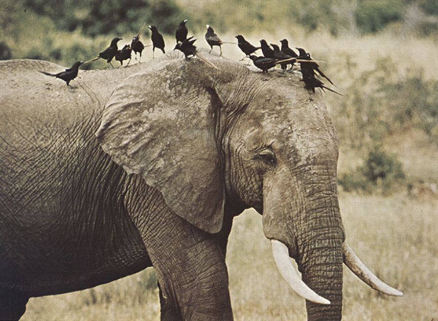 The African Elephant (1971) Screenshot 1