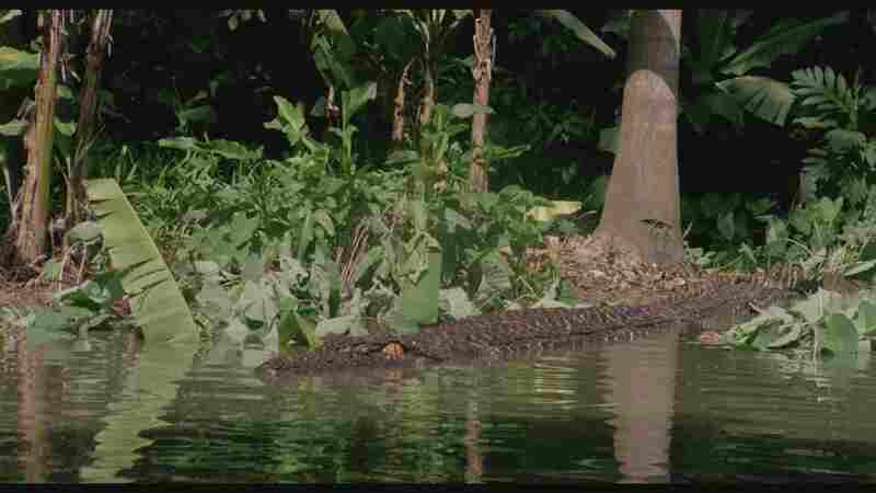Killer Crocodile (1989) Screenshot 5