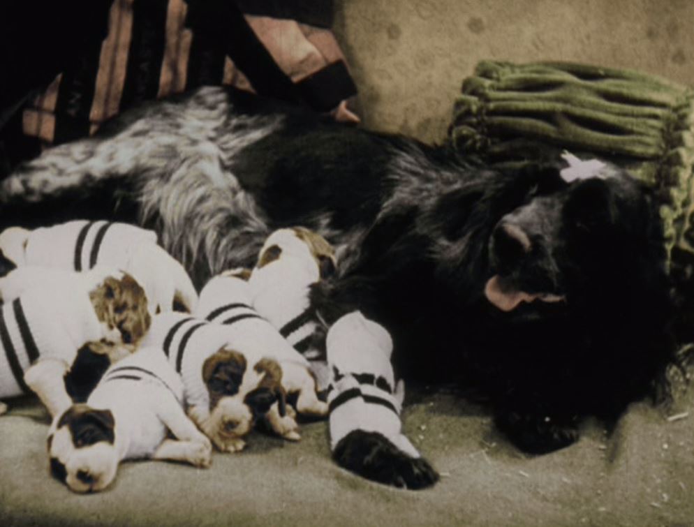 Pardon My Pups (1934) Screenshot 2