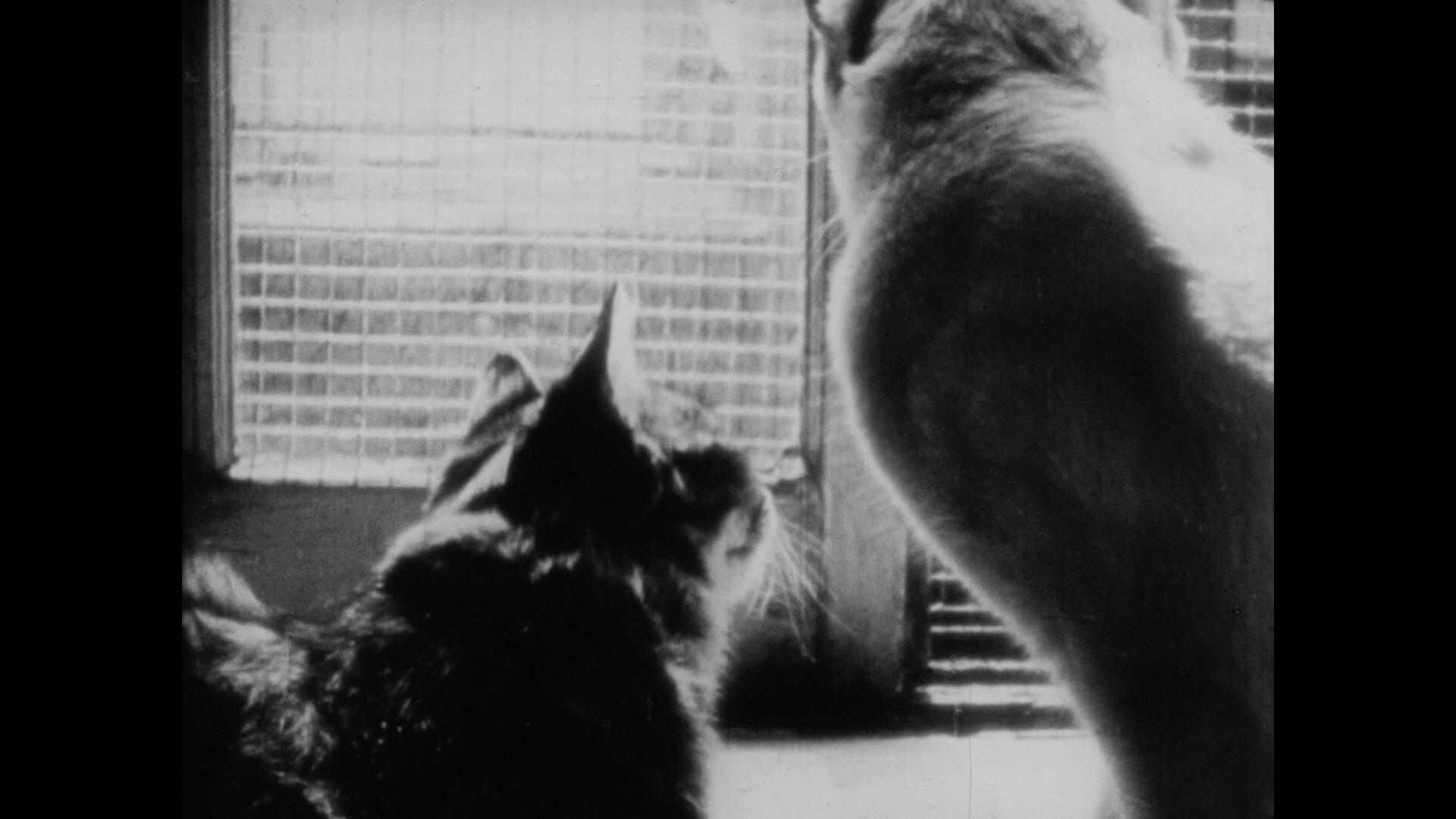 The Private Life of a Cat (1946) Screenshot 1