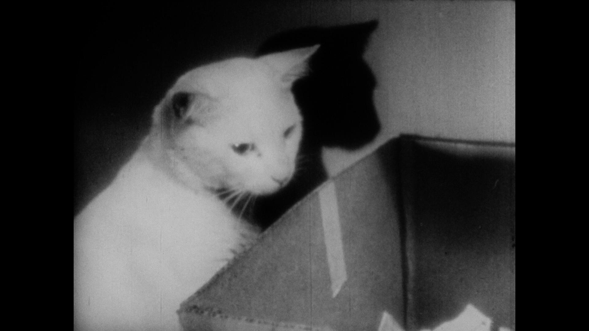 The Private Life of a Cat (1946) Screenshot 2
