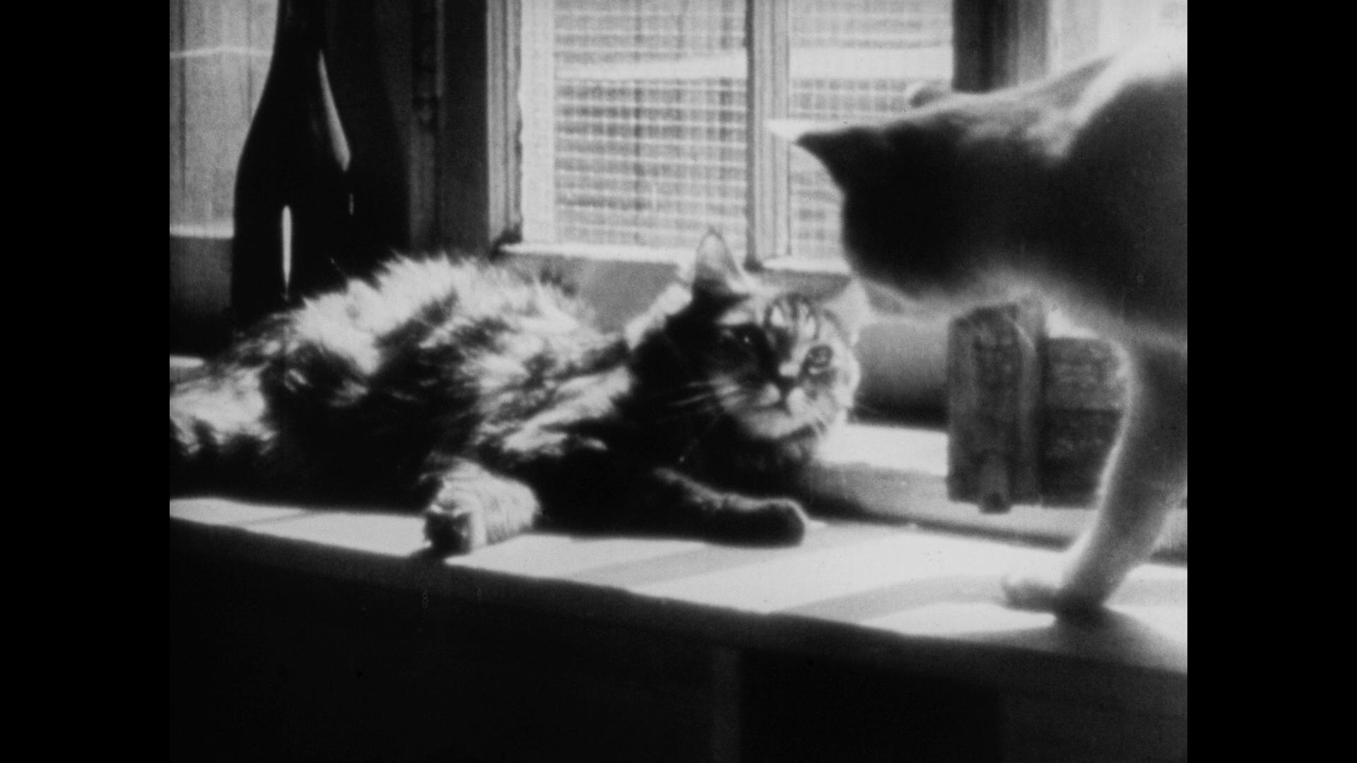 The Private Life of a Cat (1946) Screenshot 3