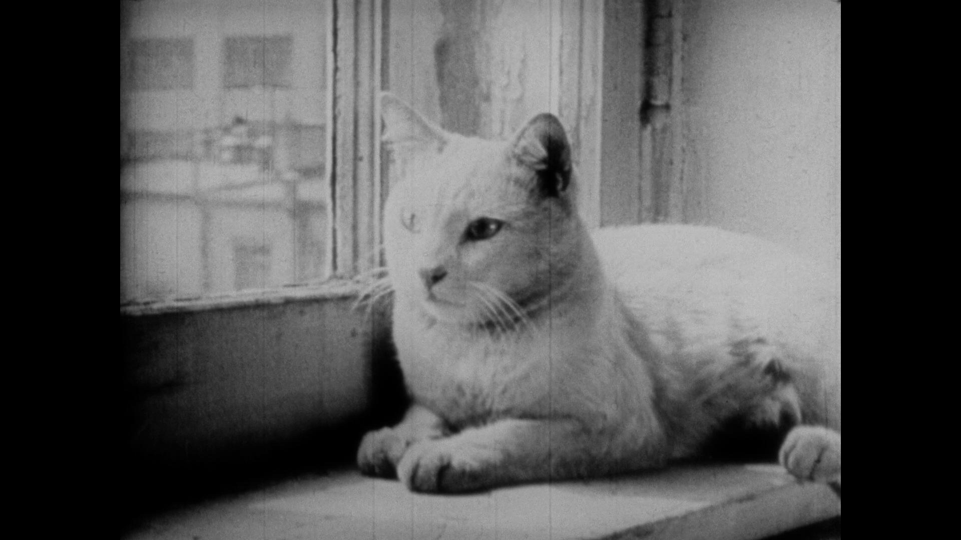 The Private Life of a Cat (1946) Screenshot 5