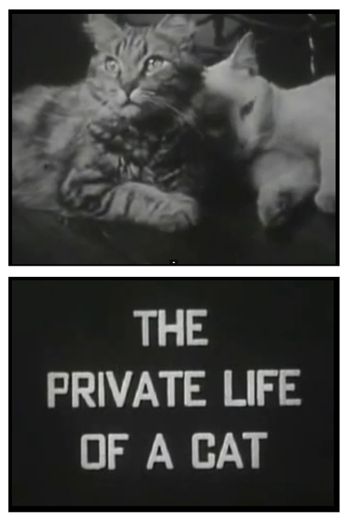 The Private Life of a Cat (1947) with English Subtitles on DVD on DVD