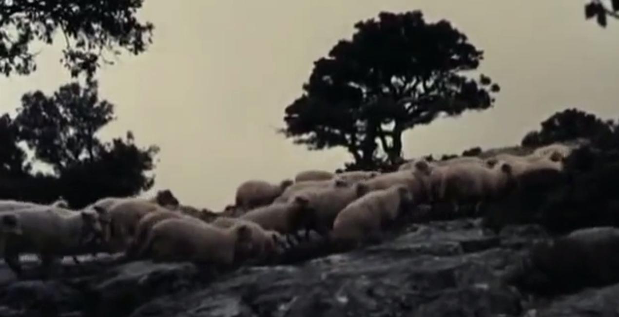 Orgosolo's Shepherds (1958) Screenshot 2