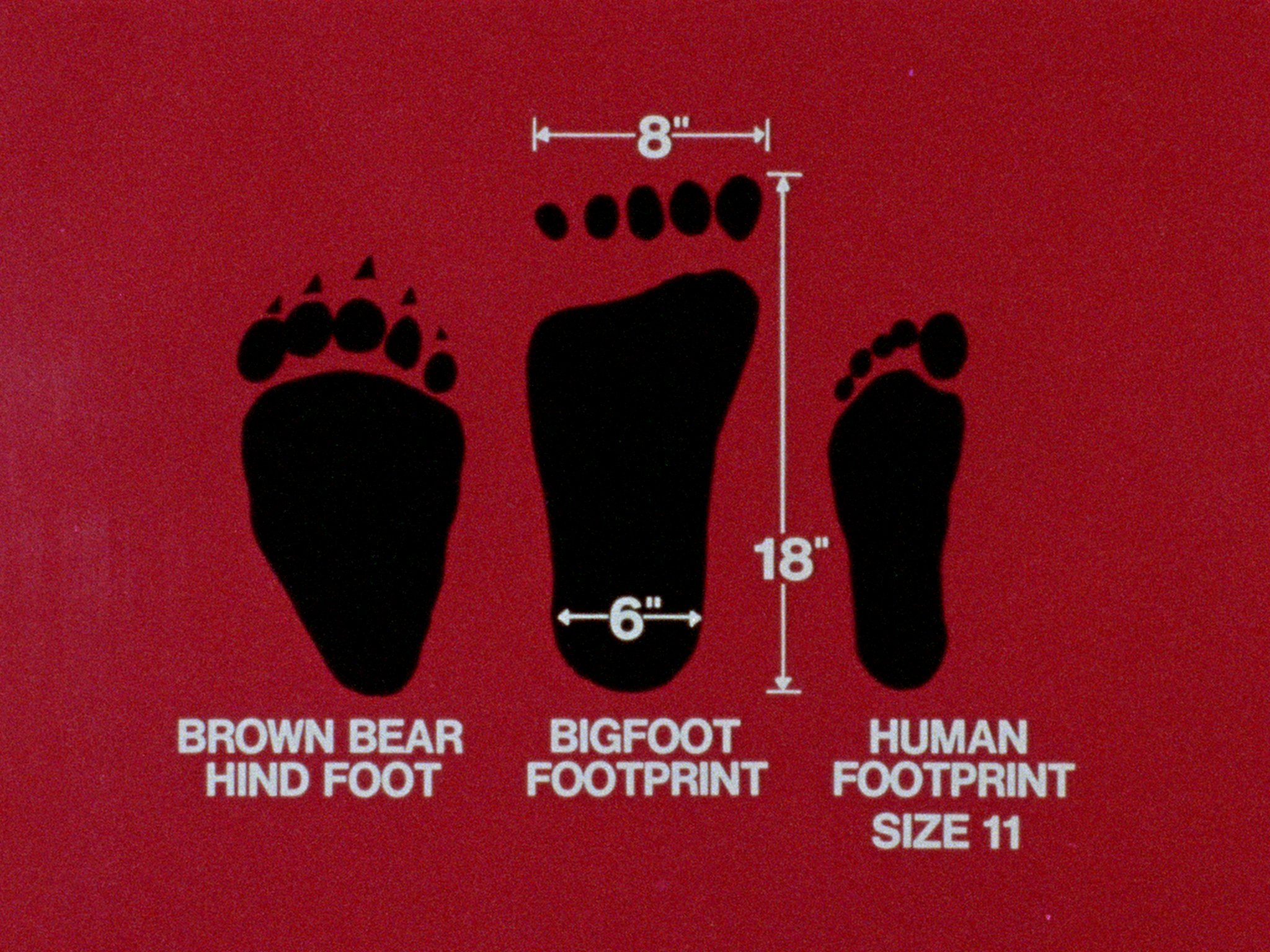 In Search of Bigfoot (1976) Screenshot 3 