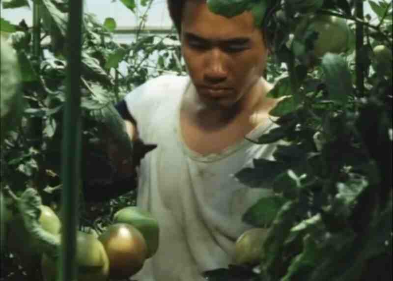 Distant Thunder (1981) Screenshot 4