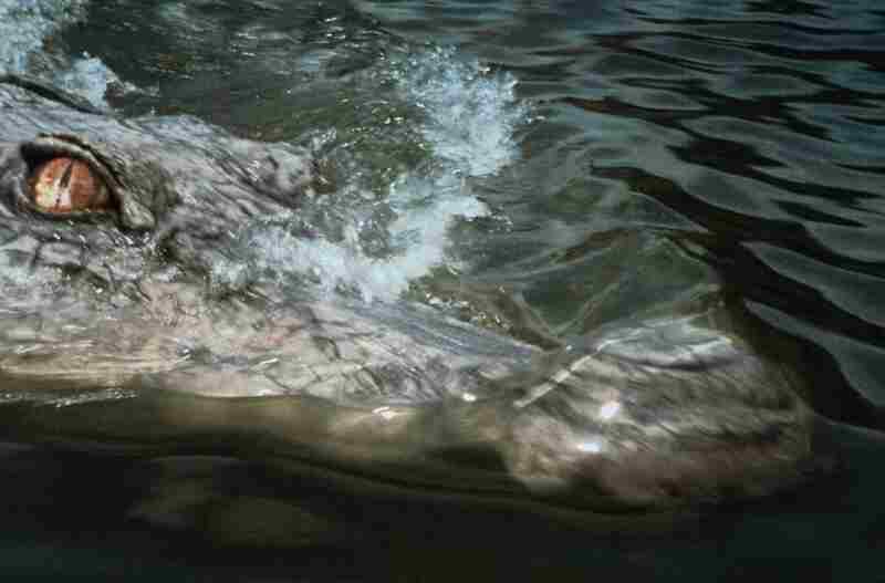 Crocodile 2: Death Swamp (2002) Screenshot 5