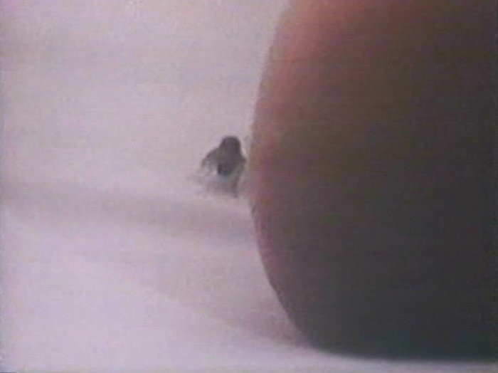 Fly (1970) Screenshot 1 