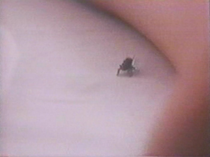 Fly (1970) Screenshot 2 