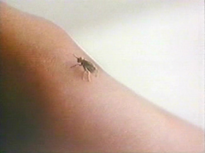 Fly (1970) Screenshot 3 