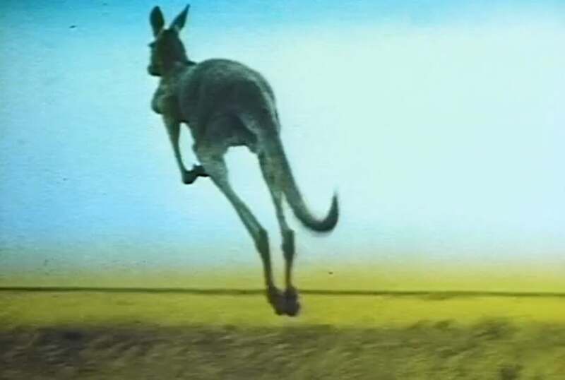 Dot and the Kangaroo (1977) Screenshot 4
