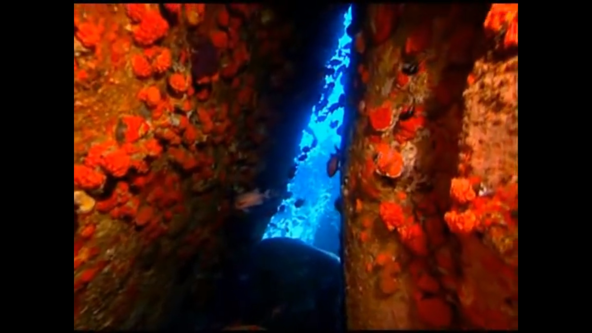 Impressionen unter Wasser (2002) Screenshot 3