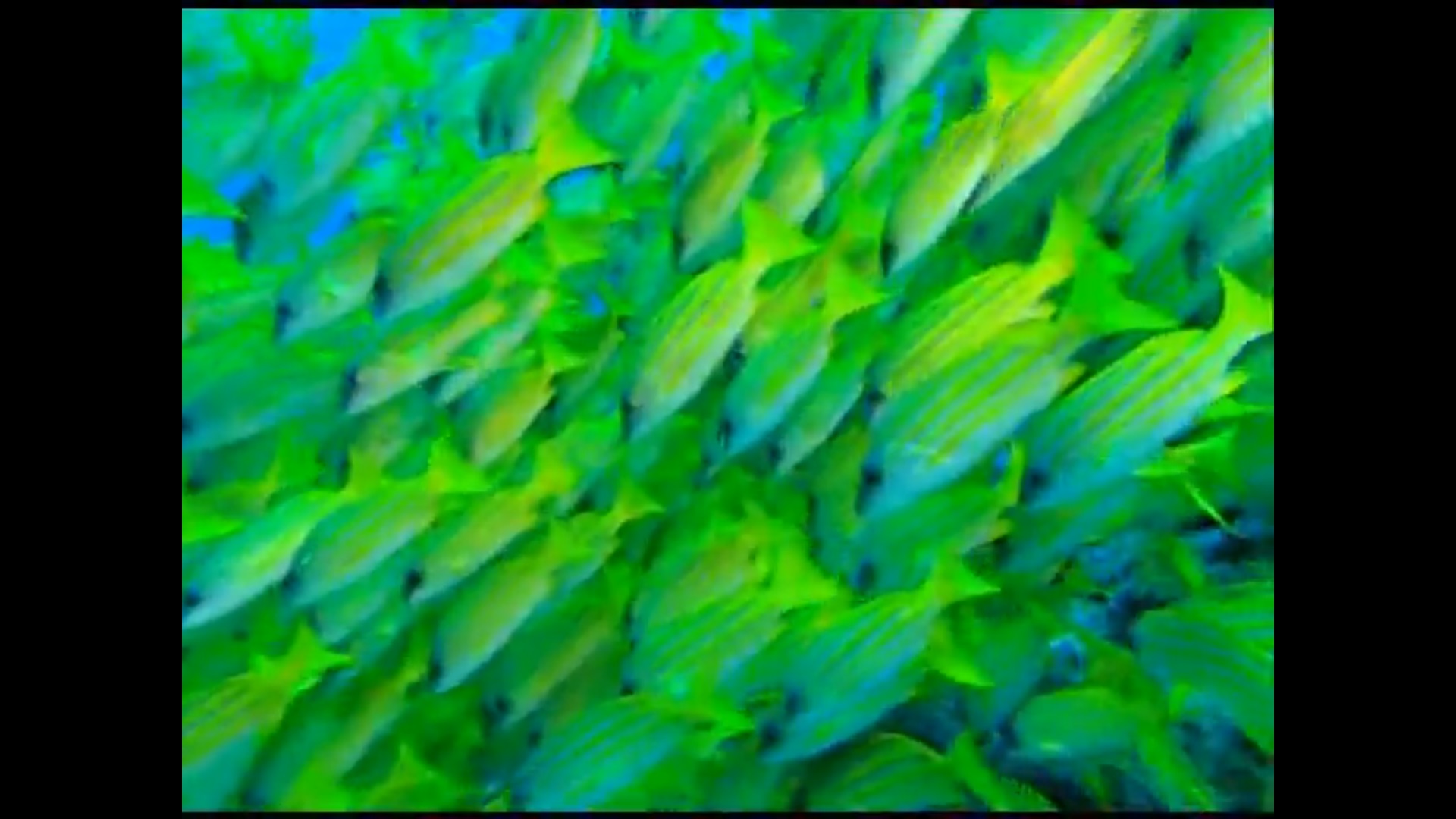 Impressionen unter Wasser (2002) Screenshot 4