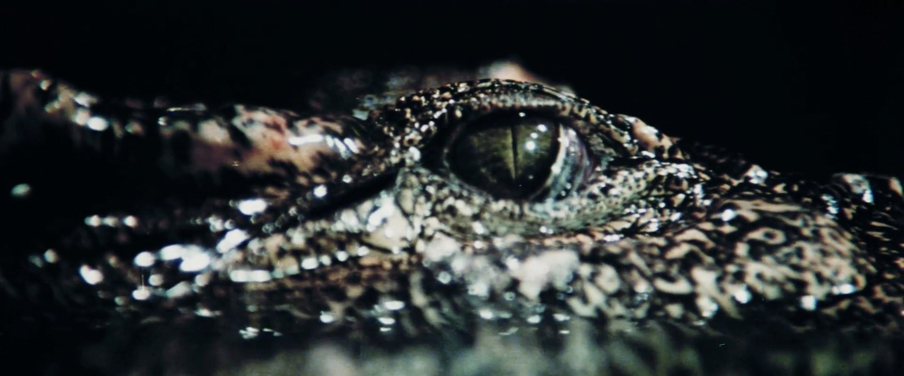 Crocodile (1979) Screenshot 5 