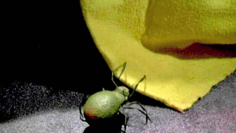 Bite Me! (2004) Screenshot 3