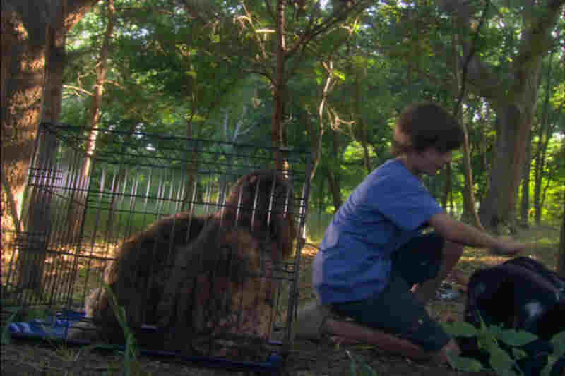 Miracle Dogs Too (2006) Screenshot 1