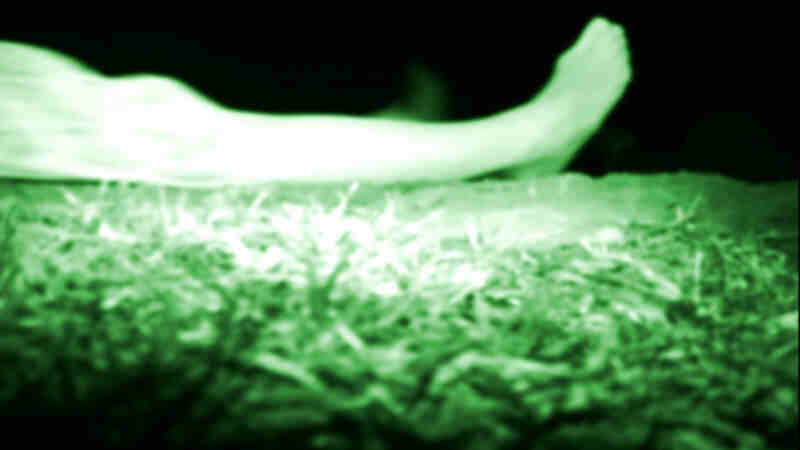 The Poughkeepsie Tapes (2007) Screenshot 1