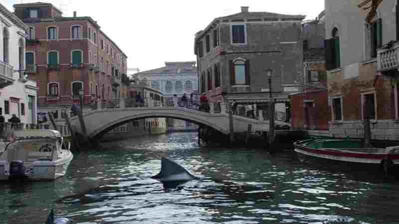 Shark in Venice (2008) Screenshot 4