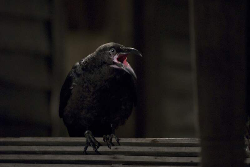 Husk (2011) Screenshot 2